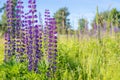 A lot of beautiful lupine flowers of lilac color Royalty Free Stock Photo