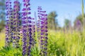 A lot of beautiful lupine flowers of lilac color Royalty Free Stock Photo