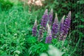 A lot of beautiful lupine flowers of lilac color Royalty Free Stock Photo