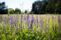 A lot of beautiful lupine flowers of lilac color Royalty Free Stock Photo