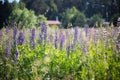 A lot of beautiful lupine flowers of lilac color Royalty Free Stock Photo