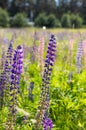 A lot of beautiful lupine flowers of lilac color Royalty Free Stock Photo