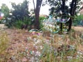 A lot of beautiful soap bubbles flying on green background, closeup. Big colorful soap bubbles in nature. Many bubbles soap. Royalty Free Stock Photo