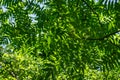 Lot of beautiful tracery young bright green leaves of Rhus typhina Staghorn sumac, Anacardiaceae in natural sunlight