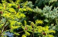 Lot of beautiful tracery young bright green leaves of Rhus typhina Staghorn sumac, Anacardiaceae in natural sunlight