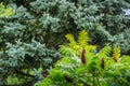 A lot of beautiful tracery young bright green leaves of Rhus typhina Staghorn sumac, Anacardiaceae with red fruits on blue spruc Royalty Free Stock Photo