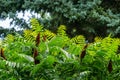 A lot of beautiful tracery young bright green leaves of Rhus typhina Staghorn sumac, Anacardiaceae with red fruits on blue spruc Royalty Free Stock Photo