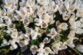 A lot of beautiful white crocus flower in drops of water on a sunny spring day. Top view. Royalty Free Stock Photo