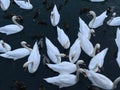 A lot of beautiful white swans with ducks swimming in the dark water. Swans looking in the camera. They wait a food. Royalty Free Stock Photo