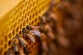 A lot of bees collect pollen, they piled it into cells Royalty Free Stock Photo