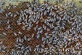 A lot of bees crawl on hexagonal honeycombs filled with fresh honey