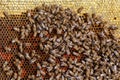 A lot of bees crawl on honeycombs, close-up