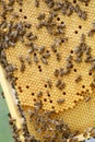 A lot of bees crawling on sealed honeycombs Royalty Free Stock Photo