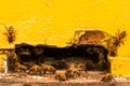 A lot of bees entering a beehive Royalty Free Stock Photo