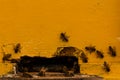 A lot of bees entering a beehive Royalty Free Stock Photo