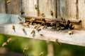 A lot of bees returning to bee hive and entering beehive with collected floral nectar and flower pollen. Swarm of bees collecting Royalty Free Stock Photo