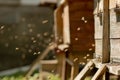 A lot of bees returning to bee hive and entering beehive with collected floral nectar and flower pollen. Swarm of bees collecting Royalty Free Stock Photo