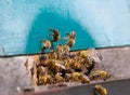 A lot of bees returning to bee hive and entering beehive with collected floral nectar and flower pollen. Swarm of bees collecting Royalty Free Stock Photo