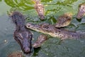 A lot big crocodiles in the water Royalty Free Stock Photo