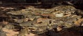 A lot big crocodiles in the water. Panoramic Royalty Free Stock Photo