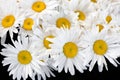 A lot of big white daisies flower in bloom on black background close up, many chamomile flowers bunch, floral texture backdrop Royalty Free Stock Photo