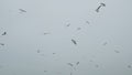 Lot of birds circling in sky, fowls of the air. seagulls soars, slow-motion