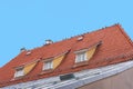 A lot of birds pigeons are sitting on the roof with orange tiles. Royalty Free Stock Photo