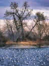 A lot of birds resting on the lake Royalty Free Stock Photo