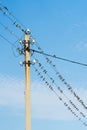 A lot of birds are sitting on power wires.