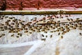 A lot of black ant army walk in the row on cement floor Royalty Free Stock Photo