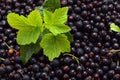Black currant berries with green lives natural background Royalty Free Stock Photo