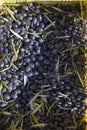 A lot of black olives picked and stacked Royalty Free Stock Photo