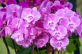 Purple blooming phalaenopsis orchids Royalty Free Stock Photo