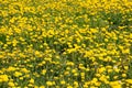 Lot of blooming yellow dandelions as flower carpet on bright sunny day closeup view Royalty Free Stock Photo