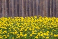 Lot of blooming yellow dandelions as natural background before brown wooden fence on the courtyard front view Royalty Free Stock Photo