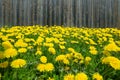 Lot of blooming yellow dandelions as natural background before brown wooden fence front view Royalty Free Stock Photo