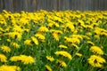 Lot of blooming yellow dandelions as natural background before brown wooden fence front view Royalty Free Stock Photo