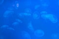 Lot of blue jellyfishes. Royalty Free Stock Photo