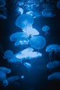 Blue jellyfishes in aquarium Royalty Free Stock Photo