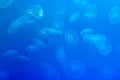 Lot of blue jellyfishes. Royalty Free Stock Photo