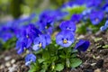 blue pansy flowers (Viola cornuta) in a flower bed in the garden Royalty Free Stock Photo