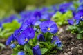 blue pansy flowers (Viola cornuta) in a flower bed in the garden Royalty Free Stock Photo