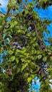 A lot of blue plums on a tree against a blue sky Royalty Free Stock Photo