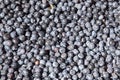 A lot of blueberries Royalty Free Stock Photo