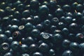A lot of blueberries. blueberries background. Royalty Free Stock Photo