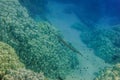 lot of bluespotted cornetfish hovering over the corals in clear water Royalty Free Stock Photo