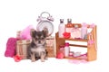 A lot of body care accessories and Chihuahua puppy Royalty Free Stock Photo