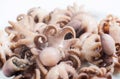 A lot of boiled small octopuses close-up. Macro Royalty Free Stock Photo