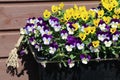 Plenty of Colorful Pansy Flowers in Finland during Early Spring Royalty Free Stock Photo