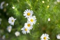 A lot of bright little daisies white flower on green grass blurred background on meadow on sunny day close up Royalty Free Stock Photo